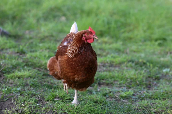 Hens from free range Royalty Free Stock Images