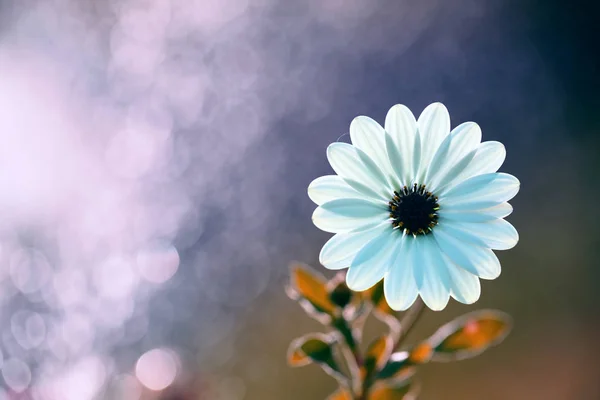 Біла весна квітка — стокове фото