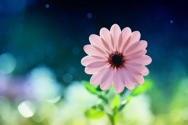 Jarní bílá květina — Stock fotografie