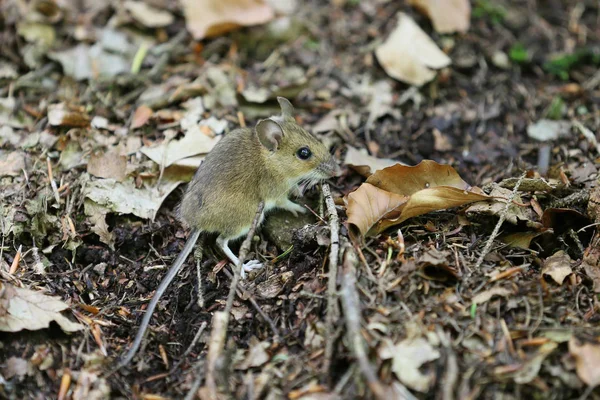 Pequeno rato florestal — Fotografia de Stock