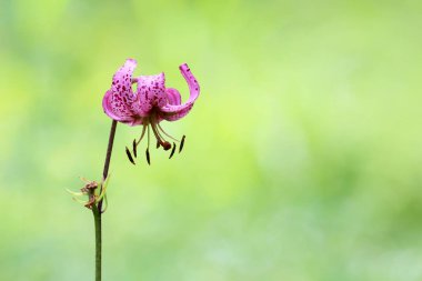 Lily bitki Dağları