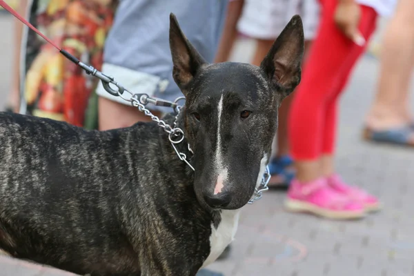 Harmlos aussehender Rennhund — Stockfoto