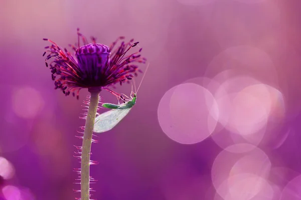 Insekt som gillar vallmo blomma — Stockfoto