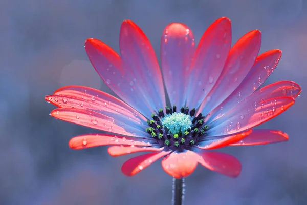 Blumen aus meinem Garten — Stockfoto