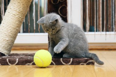 İngiliz kısa hava kedisi