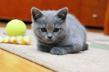 İngiliz kısa hava kedisi