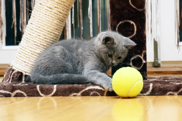 Britânico gato shorthair — Fotografia de Stock