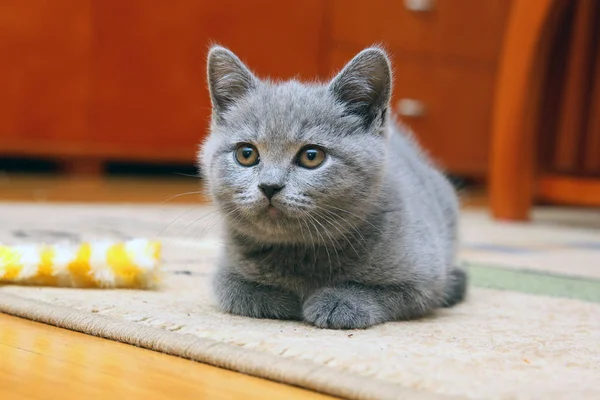 Britannique shorthair chat — Photo