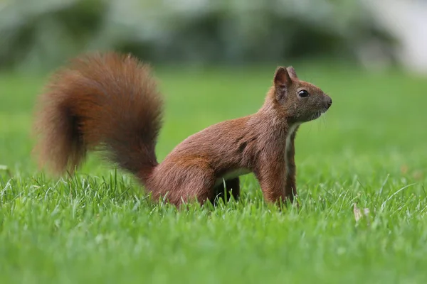 O pequeno esquilo ruivo — Fotografia de Stock
