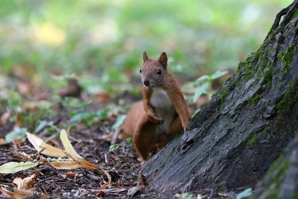 Das kleine Rotschopf-Eichhörnchen — Stockfoto