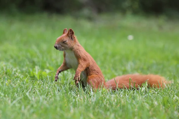 Eichhörnchen, das meditieren kann — Stockfoto