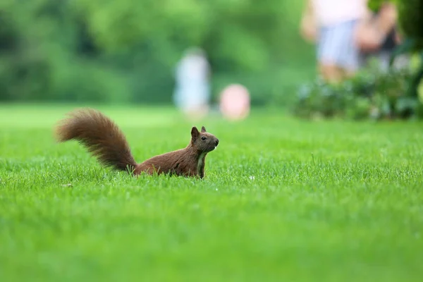 O esquilo é um residente de parques da cidade — Fotografia de Stock