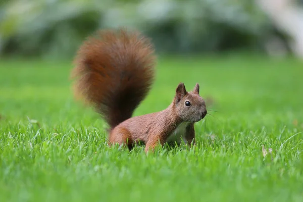 Das Eichhörnchen ist ein Bewohner von Stadtparks — Stockfoto