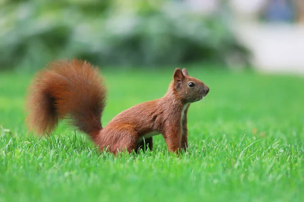 Das Eichhörnchen ist ein Bewohner von Stadtparks — Stockfoto