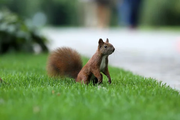 La ardilla es residente de parques de la ciudad — Foto de Stock