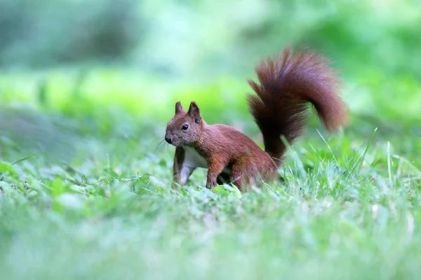 O esquilo é um residente de parques da cidade — Fotografia de Stock