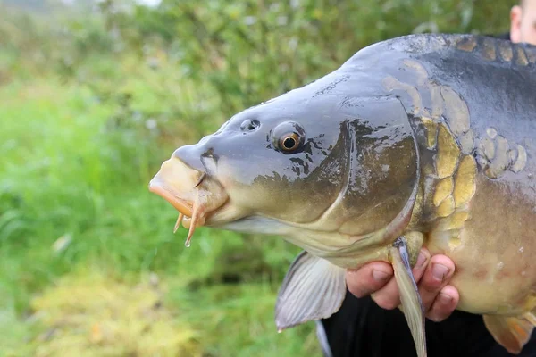 Pescador lanza carpa en el agua — Foto de Stock