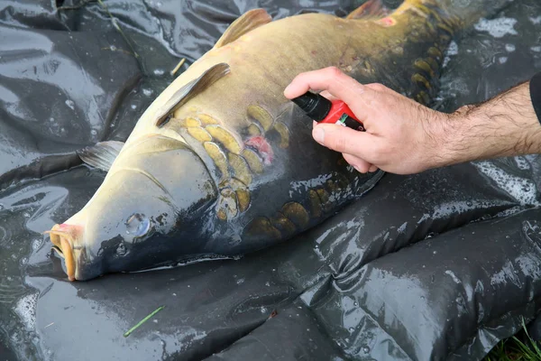 Fener sazan su içine başlattı