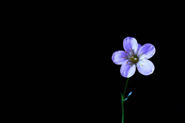 Uma pequena flor adorável — Fotografia de Stock
