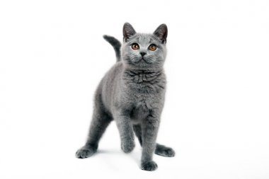 Beyaz arka plan üzerinde genç gri kedi
