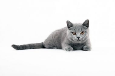 Beyaz arka plan üzerinde genç gri kedi