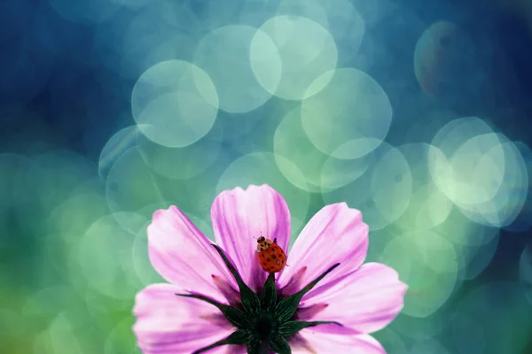 Pequeña mariquita en un ala — Foto de Stock