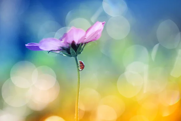 Little Ladybug is on a walk — Stock Photo, Image