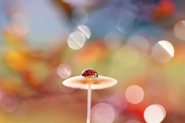 Punto di vista di una piccola coccinella — Foto Stock