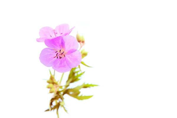 Flores rosadas sobre fondo blanco —  Fotos de Stock