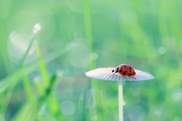 Spaziergang um die kleinen roten Marienkäfer — Stockfoto