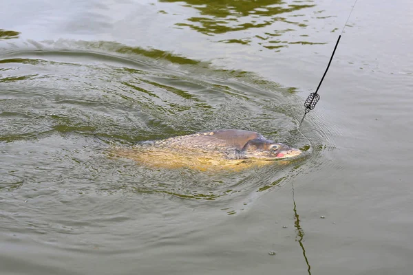 Caught carp fishery — Stock Photo, Image