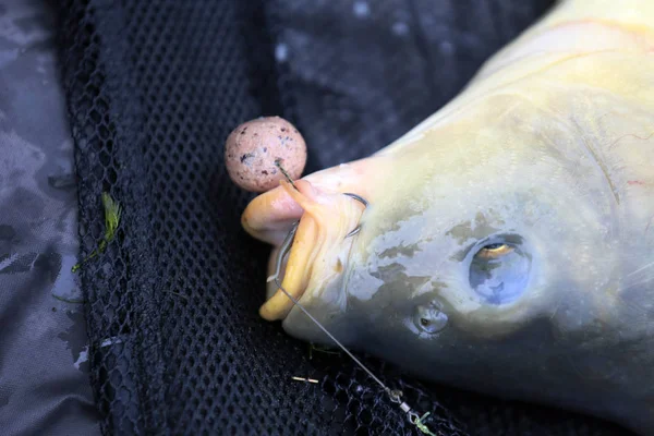 Hermosa Carpa Capturada Por Pescador — Foto de Stock