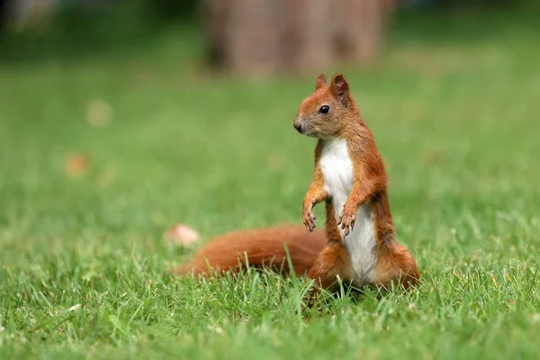 Das Eichhörnchen Ist Ein Bewohner Von Stadtparks — Stockfoto