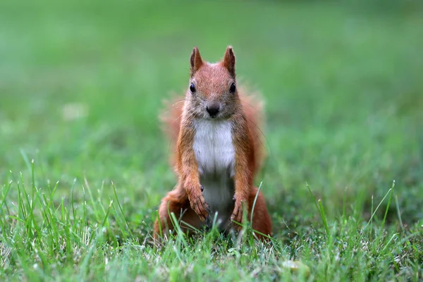 Das Eichhörnchen Ist Ein Bewohner Von Stadtparks — Stockfoto