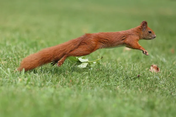 Weitsprunghörnchen Einem Park Warschau — Stockfoto