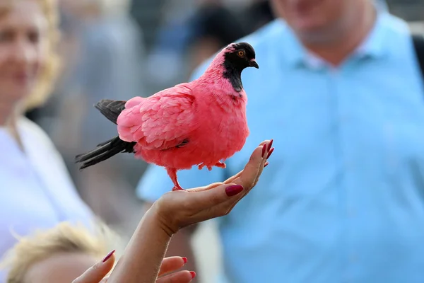 Zeigt Die Farbigen Tauben Warschau Polen — Stockfoto