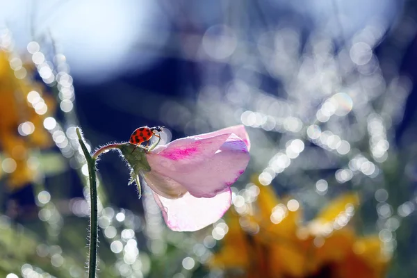 Muy Lindo Mariquita Interesado Olor Guisante Dulce Perfumado —  Fotos de Stock