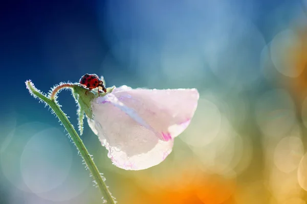 Çok Şirin Ladybug Tatlı Kokulu Bezelye Kokusu Keskin — Stok fotoğraf