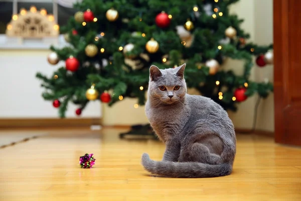 English Thoroughbred cat poses for photos for your Lord .