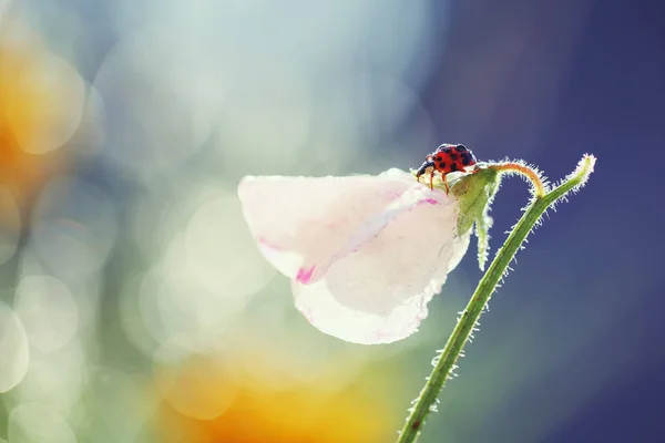 Mała Czerwona Biedronka Uwielbia Zapach Kwiatów Słońcu Rano — Zdjęcie stockowe