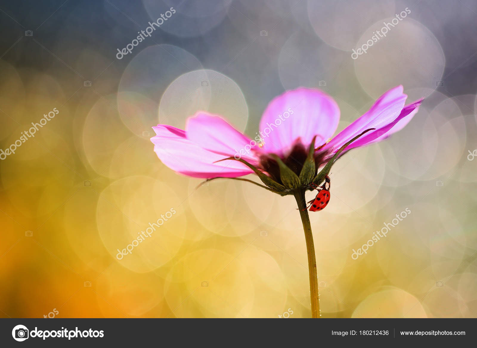 Piccola Coccinella Rossa Cerca Ombra Una Calda Giornata ...