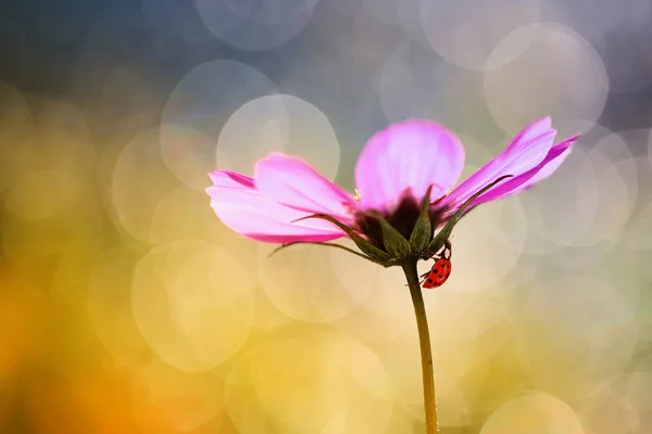 Piccola Coccinella Rossa Cerca Ombra Una Calda Giornata Estiva — Foto Stock