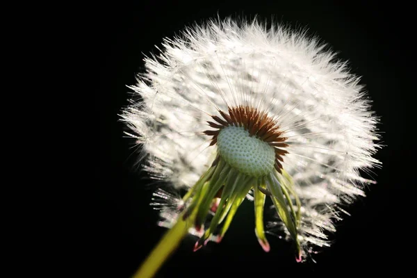 Löwenzahn Und Seine Samen Vor Dem Starken Wind — Stockfoto