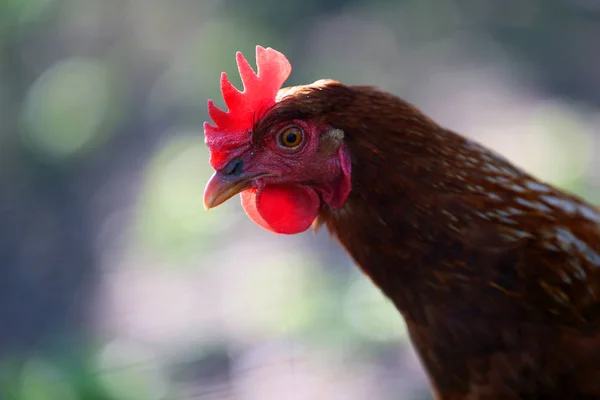 Young Hen Likes Pose Photos Countryside — Stock Photo, Image