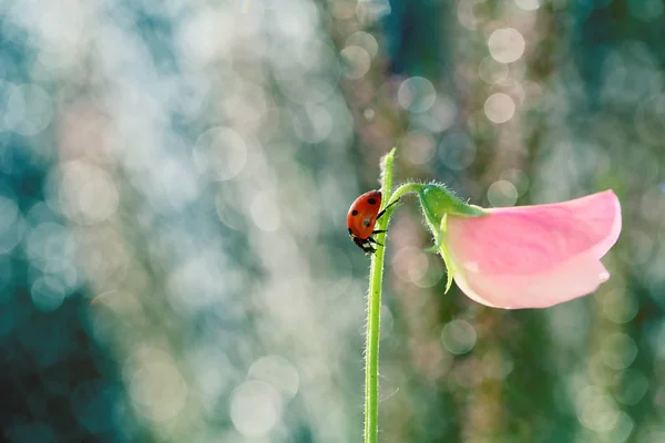Mała Czerwona Biedronka Lubi Chodzić Wokół Łodygi Kwiatów Ogrodzie — Zdjęcie stockowe