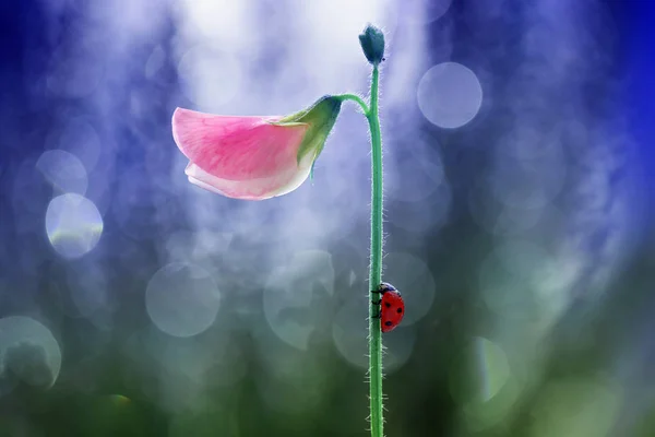 小さな赤いてんとう虫の庭の花の茎の周りを歩くが好きです — ストック写真