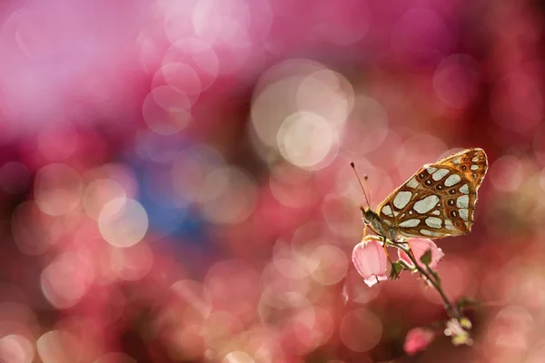 Zeldzame Vlinder Zijn Kleurrijke Wereld — Stockfoto