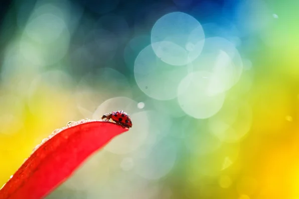 Kırmızı Uğur Böceği Kırmızı Kırmızı Bir Sayfada Taşlar Toplar — Stok fotoğraf