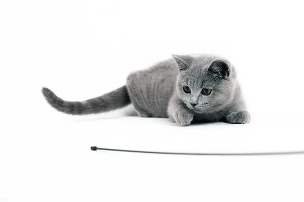 Très Jeune Chat British Shorthair Enfants Préférés — Photo