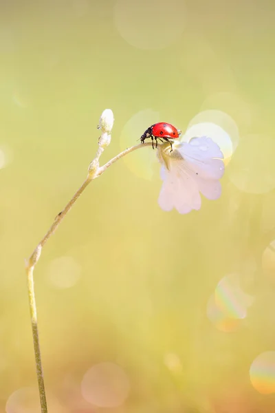 Röd Nyckelpiga Gillar Att Utforska Nya Blommor Vacker Lukt — Stockfoto